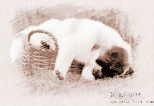 梦见小狗可爱　周公解梦之梦到小狗可爱