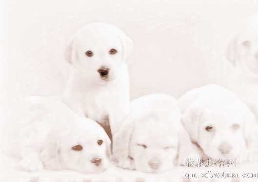 梦见狗舔自己　周公解梦之梦到狗舔自己