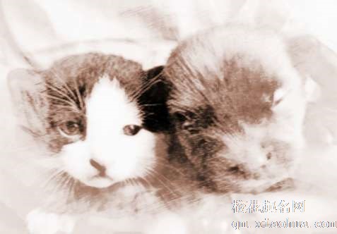 梦见猫咬死狗　周公解梦之梦到猫咬死狗