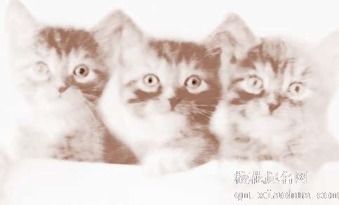 梦见猫进家门　周公解梦之梦到猫进家门