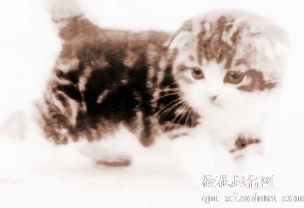 梦见猫和小猫　周公解梦之梦到猫和小猫