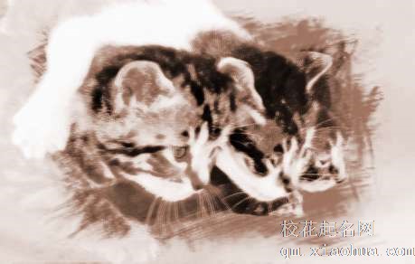 梦见小猫仔　周公解梦之梦到小猫仔