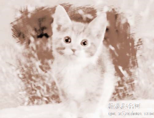 梦见猫咬我脚　周公解梦之梦到猫咬我脚