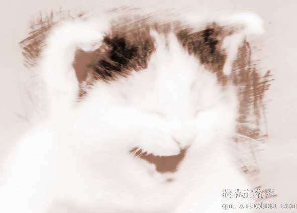 梦见猫下小猫　周公解梦之梦到猫下小猫