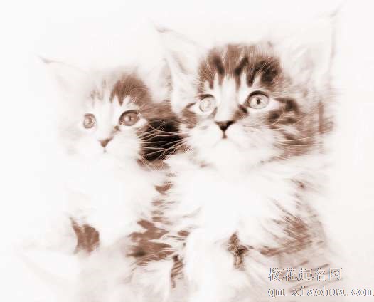 梦见被猫缠　周公解梦之梦到被猫缠