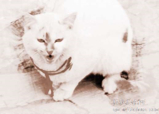 梦见猫和鸡　周公解梦之梦到猫和鸡