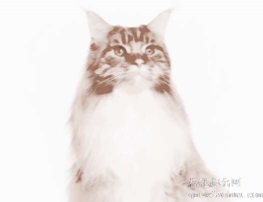 梦见猫抓破手　周公解梦之梦到猫抓破手