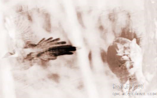 梦见猫抓鸟类　周公解梦之梦到猫抓鸟类