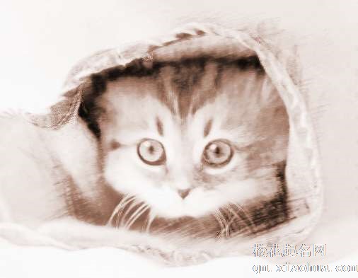 梦见被猫咬腿　周公解梦之梦到被猫咬腿