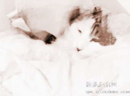 梦见猫进被窝　周公解梦之梦到猫进被窝
