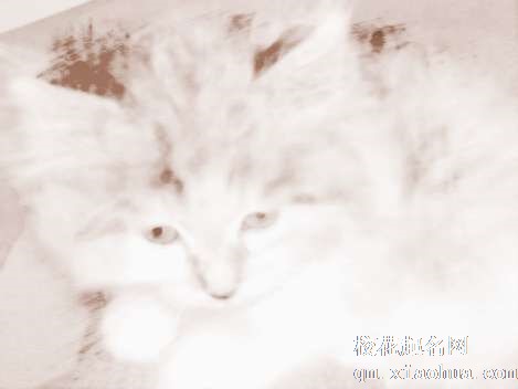 梦见很大的猫　周公解梦之梦到很大的猫