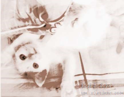 梦见变成猫　周公解梦之梦到变成猫