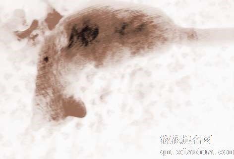 梦见生猫　周公解梦之梦到生猫