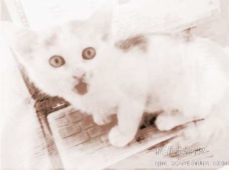 梦见3只小猫　周公解梦之梦到3只小猫
