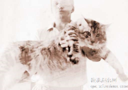 梦见小猫咬人　周公解梦之梦到小猫咬人