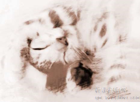 梦见一只小猫　周公解梦之梦到一只小猫