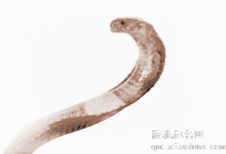 梦见大蛇咬人　周公解梦之梦到大蛇咬人