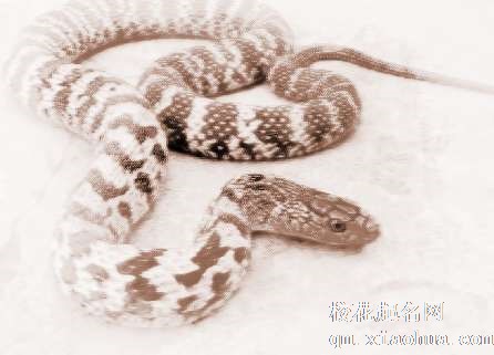 梦见大蛇进屋　周公解梦之梦到大蛇进屋