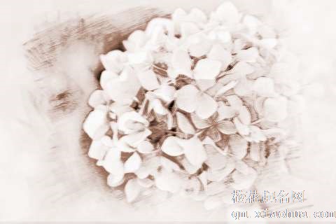 梦见蓝色花　周公解梦之梦到蓝色花