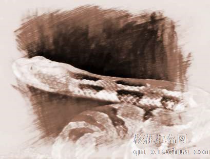 梦见四条大蛇　周公解梦之梦到四条大蛇