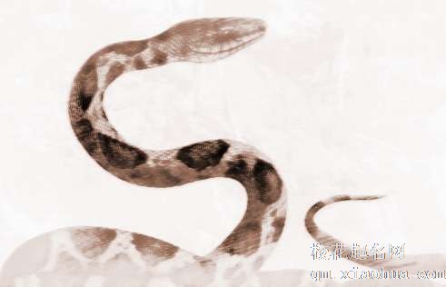 梦见大蛇变龙　周公解梦之梦到大蛇变龙