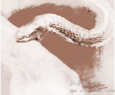 梦见2条大蛇　周公解梦之梦到2条大蛇