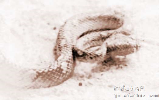 梦见大蛇出洞　周公解梦之梦到大蛇出洞