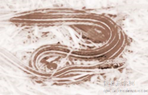 梦见彩色大蛇　周公解梦之梦到彩色大蛇