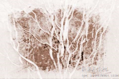 梦见好多树木　周公解梦之梦到好多树木