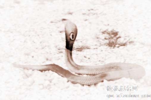 梦见九头蛇　周公解梦之梦到九头蛇