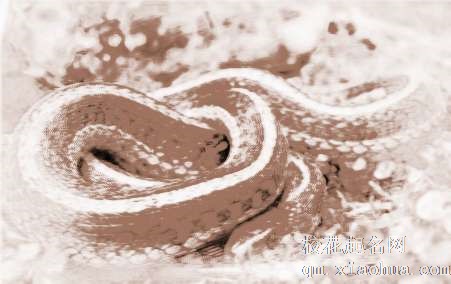 梦见大蛇飞　周公解梦之梦到大蛇飞