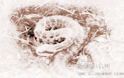 梦见大白蛇　周公解梦之梦到大白蛇