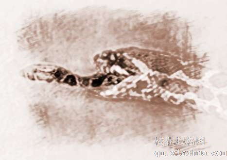 梦见大蛇小蛇　周公解梦之梦到大蛇小蛇