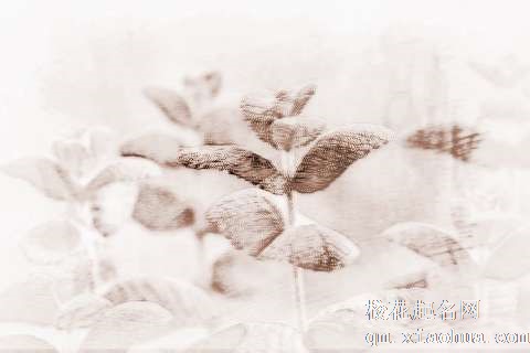 梦见薄荷　周公解梦之梦到薄荷