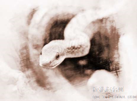 梦见被大蛇追　周公解梦之梦到被大蛇追