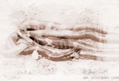 梦见两条大蛇　周公解梦之梦到两条大蛇