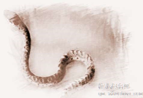 梦见4条蛇　周公解梦之梦到4条蛇