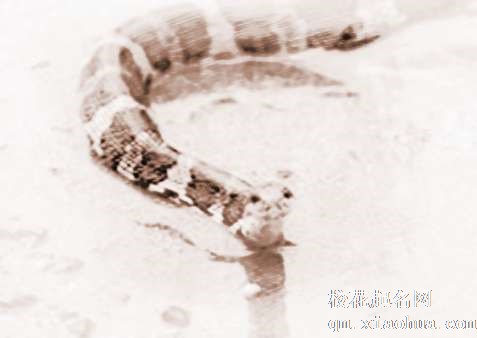 梦见2条蛇　周公解梦之梦到2条蛇