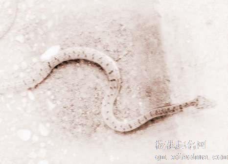 梦见3条蛇　周公解梦之梦到3条蛇