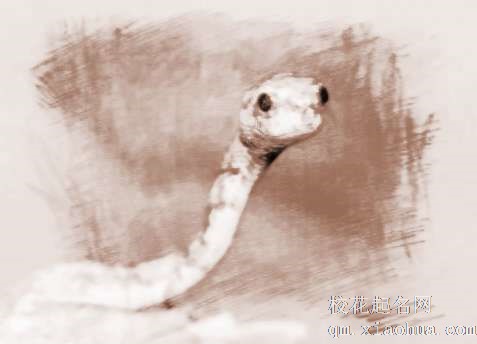 梦见掐死蛇　周公解梦之梦到掐死蛇