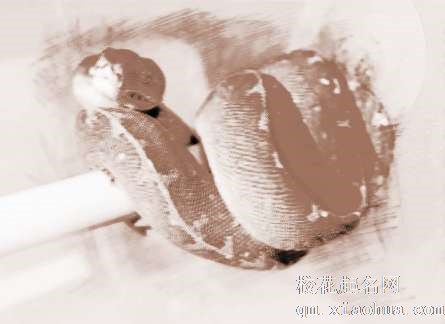 梦见一对蛇　周公解梦之梦到一对蛇