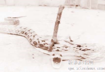 梦见砍死蛇　周公解梦之梦到砍死蛇