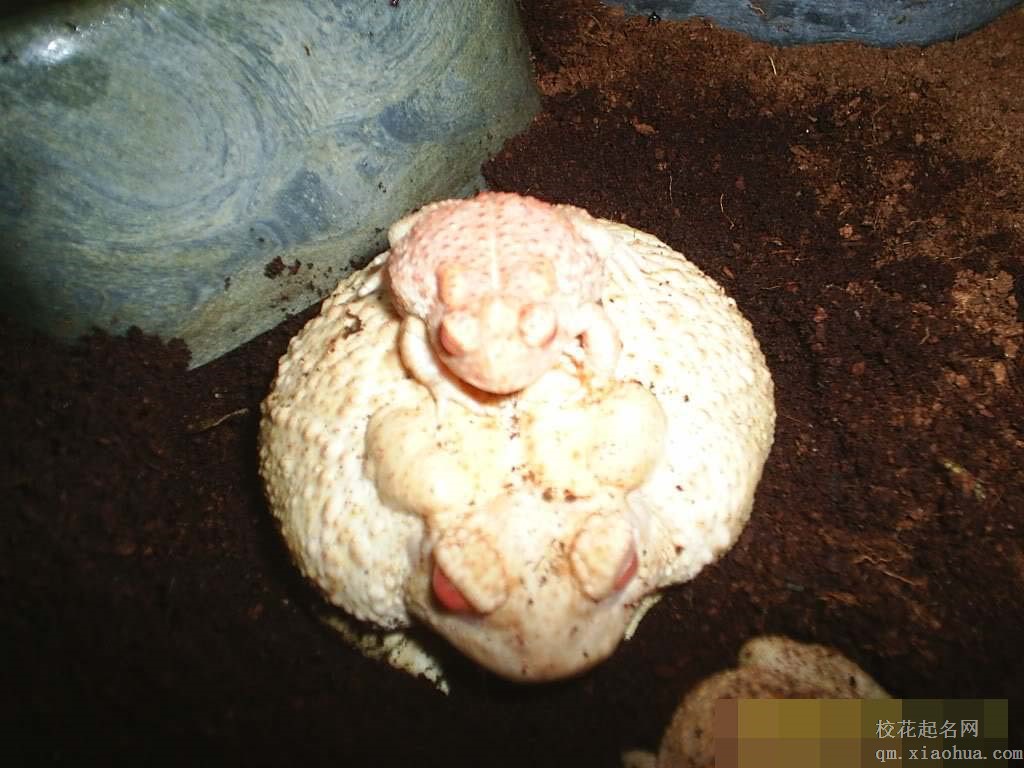 梦见白蟾蜍周公解梦，梦见白蟾蜍是什么意思？