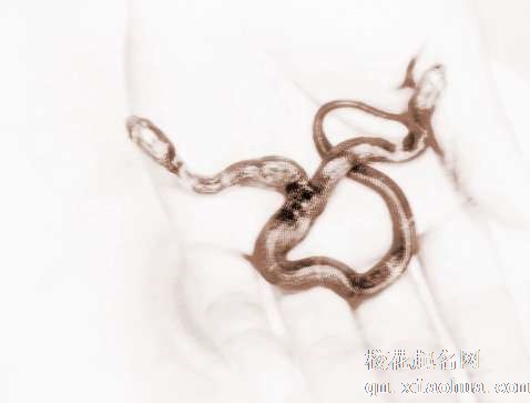 梦见黑色蛇　周公解梦之梦到黑色蛇