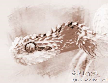 梦见蛇咬脚　周公解梦之梦到蛇咬脚