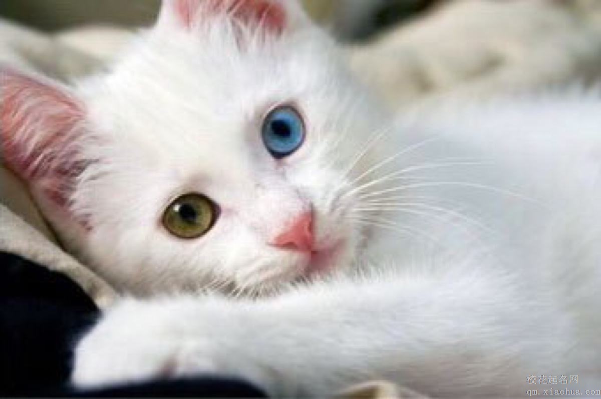 梦见白猫周公解梦，梦见白猫是什么意思？