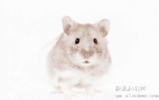 梦见老鼠咬腿　周公解梦之梦到老鼠咬腿