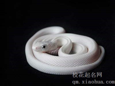 梦见白蛇周公解梦，梦见白蛇是什么意思？