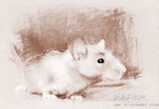 梦见老鼠生子　周公解梦之梦到老鼠生子