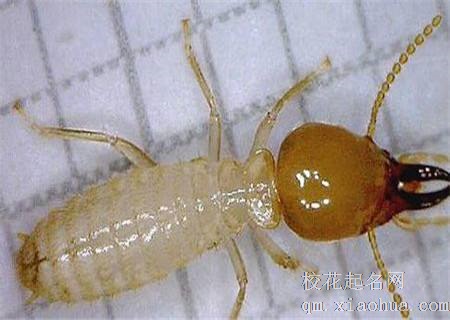 梦见白蚁周公解梦，梦见白蚁是什么意思？